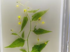 -广东中医药博物馆
