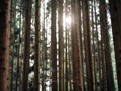 景点-山王坪喀斯特国家生态公园