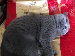 -芭比堂动物医院广州顽皮分院
