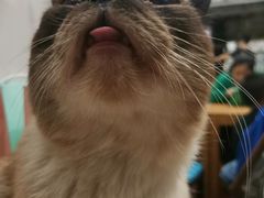 -猫小院猫主题咖啡厅(北锣店)