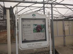 -白鹿原葡萄主题公园