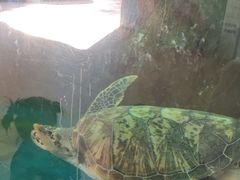 -广东惠东海龟国家级自然保护区