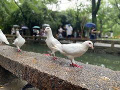 -西园戒幢律寺