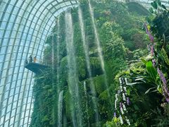 -新加坡植物园