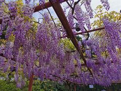 -嘉定紫藤园