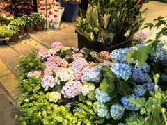 -溪岸路花鸟市场