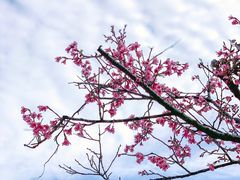 -深圳仙湖植物园