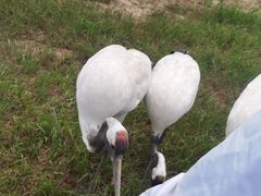 -盐城丹顶鹤湿地生态旅游区