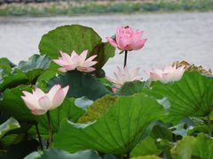 -荔湾湖公园