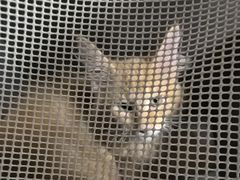 -瑞派旺宝宠物医院·犬猫全科综合·尿道专科(莲兴院)