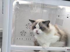 -爱洗澡的猫(望京店)