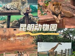 -昆明动物园