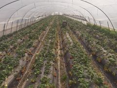 -小鱼草莓采摘园农家乐·小鱼餐厅