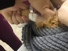 -美联众合动物医院·24h转诊中心