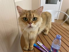 -唐小姐の私宠·宠物洗护美容·撸猫馆·购宠(周浦万达旗舰店)