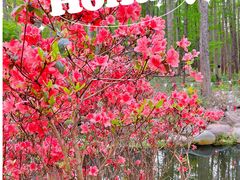 -上海共青森林公园