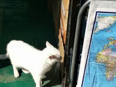 -澳洲牛奶公司(佐敦店)