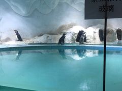 -北戴河圣蓝海洋公园