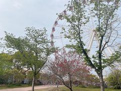 -顾村公园
