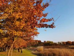 -石家庄市植物园