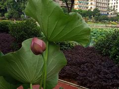 -潘塘公园