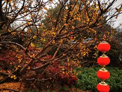 -无锡梅园公园