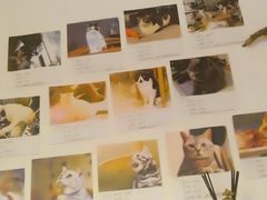 -平行世界·猫咖(首经贸店)