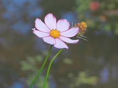 -花开海上生态园