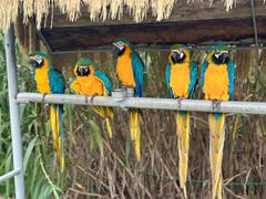 -西霞口神雕山野生动物世界