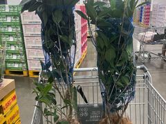 -山姆会员商店(上海浦东店)