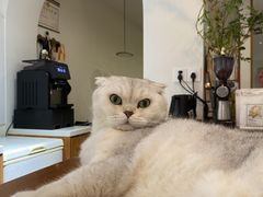 -有猫主题·治愈系猫咖(曾厝垵店)