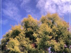 -厦门园林博览苑