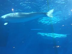 -华夏文旅西安度假区