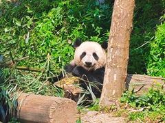 -中国大熊猫保护研究中心雅安碧峰峡基地