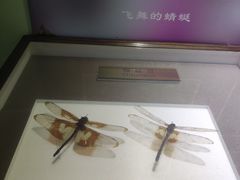 -上海昆虫博物馆