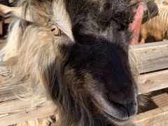 -北京鹿世界主题园