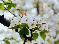 -海棠花溪(元大都城垣遗址公园)