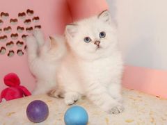 -喵zoo家庭繁育猫舍(尖东智能花园店)