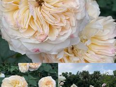 -人民公园(罗湖区)