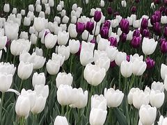 -长春公园(普阳街道)