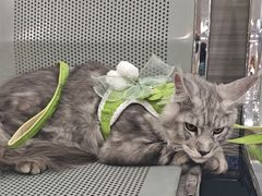 -瑞派名望志远动物医院·猫科·內科·异宠专科(直港大道店)
