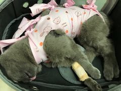 -瑞派·关忠动物医院·猫专科·犬专科(三环新城店)