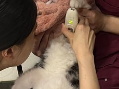 -艾贝尔宠物医院·24H转诊中心·肿瘤猫专科(江宁双龙店)