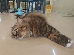 -平行世界·猫咖(首经贸店)