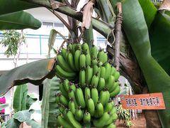 -北戴河集发农业梦想王国