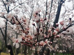 -顾村公园