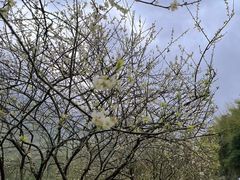 -广州市流溪河国家森林公园