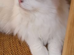 -滚猫咖啡·猫咖·猫友好撸猫(未来城店)