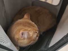 -艾贝尔宠物医院 ·中兽医·宠保定点(北门桥店)