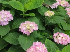 -绿荫坊餐厅(共青森林公园店)